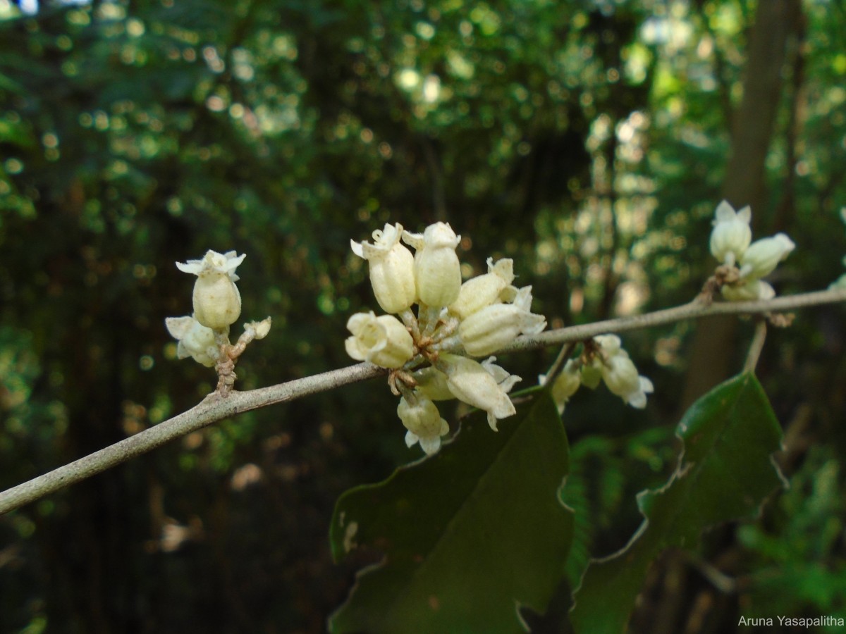 Elaeagnus latifolia L.